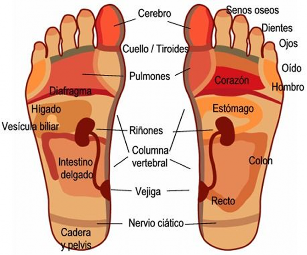 reflexología podal